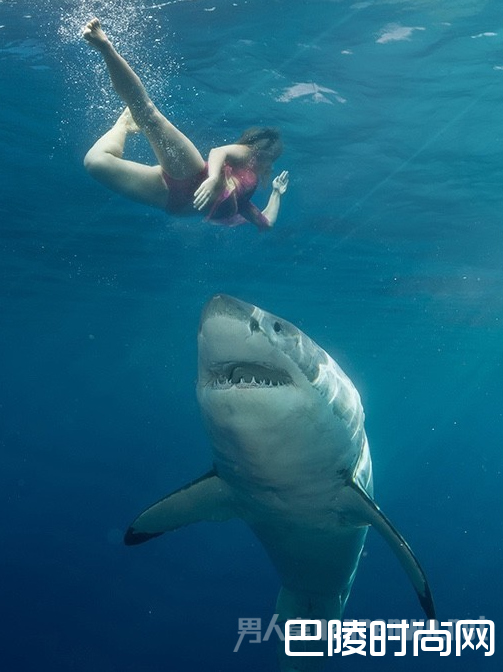 人和鲨鱼