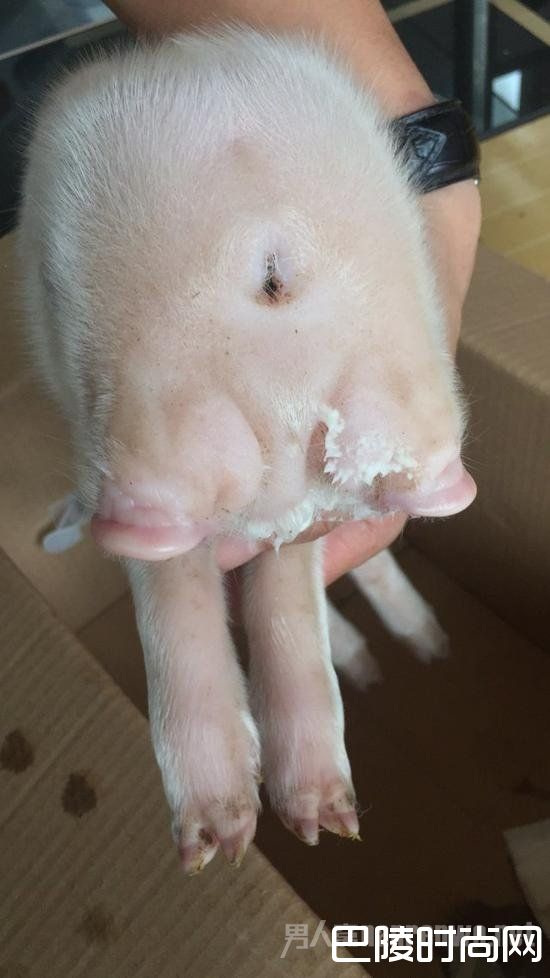 三眼两嘴怪猪