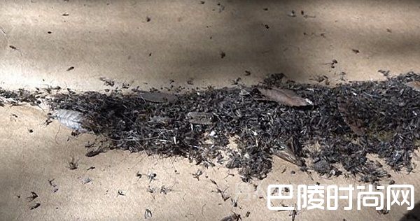 被消灭的蚊子 被消灭的蚊子