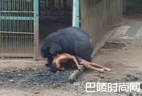 黑熊撕咬男子 黑熊撕咬男子