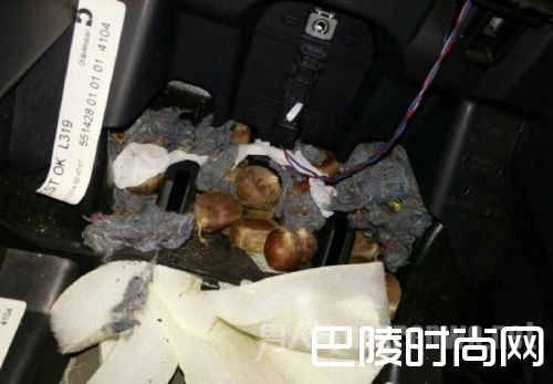 百万豪车住进老鼠 百万豪车住进老鼠