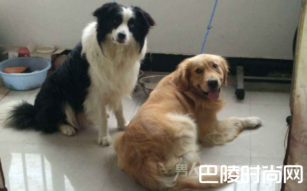 小区内养狗 小区内养狗