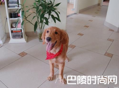 小区内养狗 小区内养狗