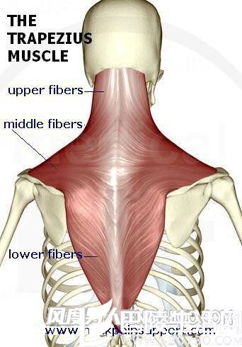 背肌结构图 背肌结构图
