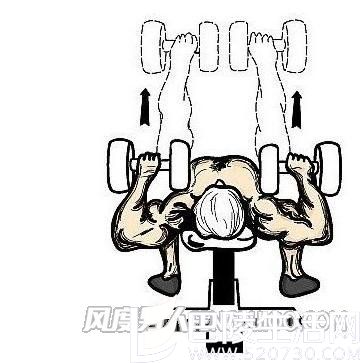 哑铃卧推 哑铃卧推