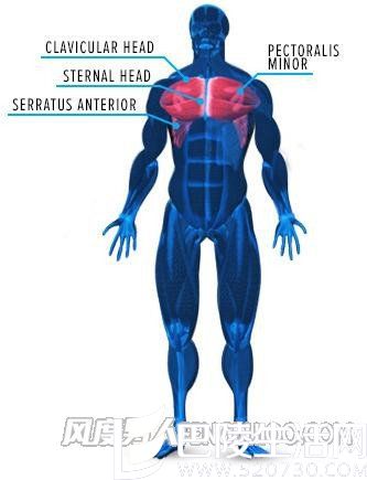 胸肌图解