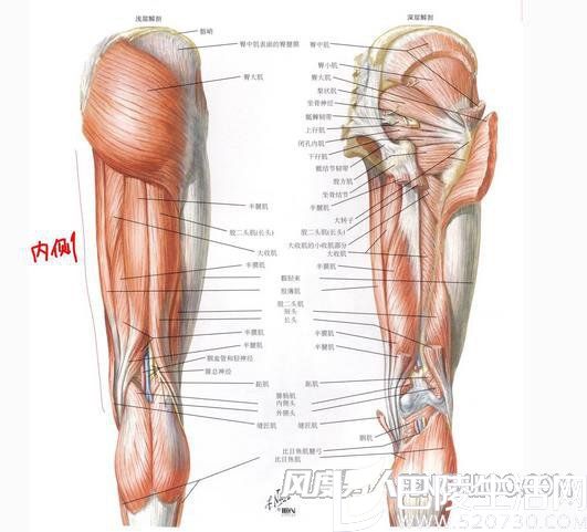 大腿结构图