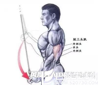 肱三头肌 肱三头肌