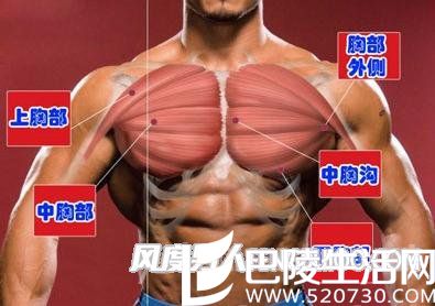 胸肌 胸肌