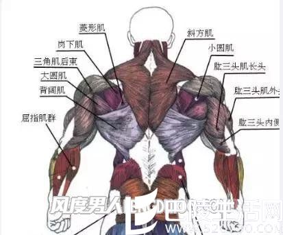 背部肌肉 背部肌肉