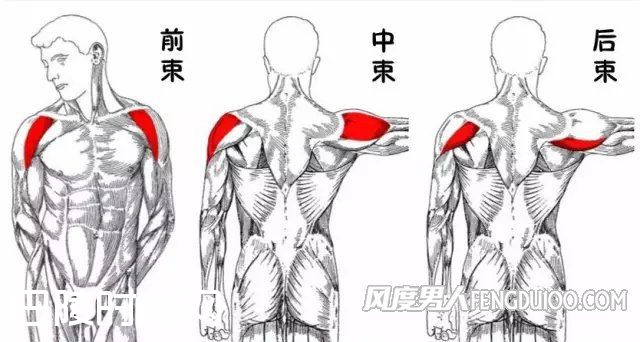 三角肌 三角肌