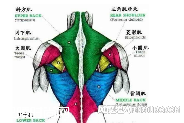 斜方肌的位置 斜方肌的位置