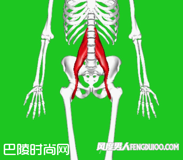 髂腰肌图片 髂腰肌图片