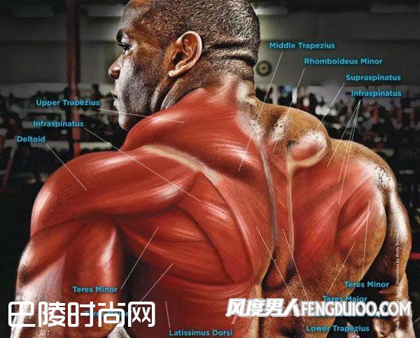 斜方肌怎么练