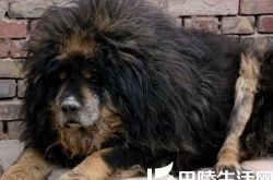 黄贯中藏獒为什么那么引人注意？ 与狗同行被揭身家 