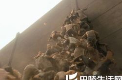 世界大战电影剧情解析大全 末日之战的各界反馈 