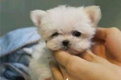 黄子韬的宠物糖糖图片可爱令人喜欢 因长相太萌人气飙升 