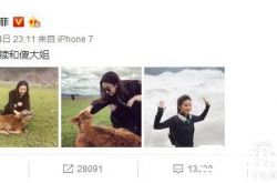 原来你是这样的刘亦菲! 刘亦菲给牛犊戴墨镜自嘲傻大姐