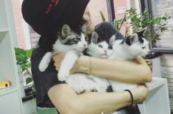 高圆圆微博,高圆圆被称赞