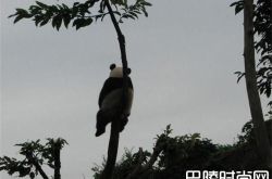 出现了史上最寂寞熊猫 熊猫熊猫你在干嘛呢