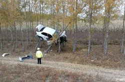 又是女司机？轿车开启“飞行模式” 上树 交警看呆