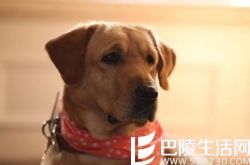 神犬小七小米狗狗图片鉴赏 剧中狗狗可爱萌翻天 