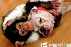 小庞和詹姆斯第三季播出 当狗狗爱上猩猩 