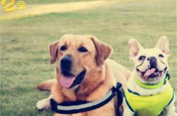 神犬小七2电视剧探班 动物总动员丛林冒险 