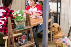 神犬小七2小七小时候剧照欣赏 狗狗PK明星萌出一条血路 