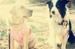 神犬小七2照片可爱翻了 星宠大阵容亮相萌化人心 