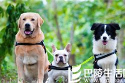 神犬小七第二季的萌宠可爱十足 与张云龙互动惹人爱 