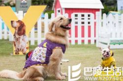 神犬小七2剧照萌宠登场 王洋张云龙演技获赞 