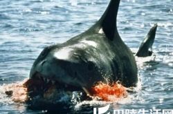 鲨鱼电影灾难片之大白鲨 斯皮尔伯格不容错过的经典之作 