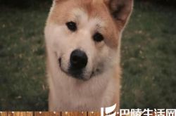 忠犬八公电影简介 忠犬苦苦等待主人九年 