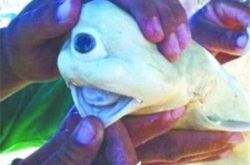 肉食动物变种鲨鱼图片 盘点那些神秘的变种动物 