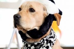 王小列导演作品之神犬小七 看狗狗如何英勇救主 