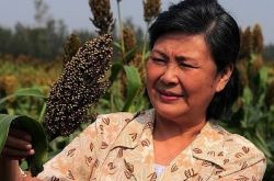 张英红电视剧大全欣赏 《荣河镇的男人们》苹果产业化故事 