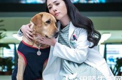 郭碧婷与宠物的故事成佳话 电视剧神犬小七热播 