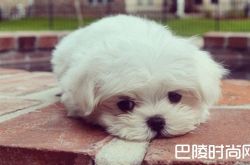 富家子用幼犬给豪车抛光 小狗异常安静生命状况遭质疑