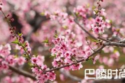 2018北京平谷桃花节时间地点及购票游玩线路