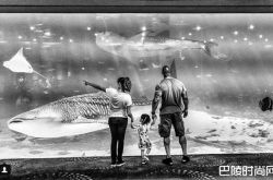 巨石强森想骑鲸鲨当水行侠 参观水族馆被骂翻