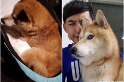 黄子佼取消约会老婆赶回家为了爱犬
