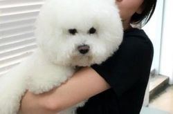 双宋个性不合离婚？宋慧乔爱狗成痴宋仲基却超级怕狗