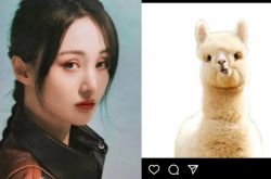 张恒遭罚三千万被怼拿石头砸自己脚 郑爽隔空放送草泥马