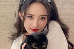 杨幂曝光猫咪比心萌照 三只猫都是捡回来的