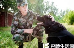 神犬奇兵主题曲歌词 人犬相亲相爱上演军旅情 