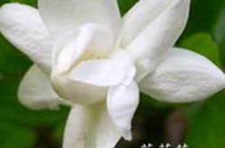 百年传承茉莉花儿歌歌词大起底 最具代表中国文化元素之一 