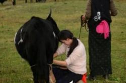 林志玲节目挤奶素颜显狼狈 网友直呼：最美的大妈 