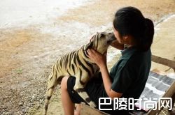 女生给狗化成老虎 其给狗化成老虎的图片海量流出