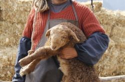 《雪狼犬》定档4月27日 黄宏与犬共处三月